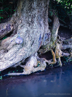 Big Tree Roots And Stem On The Banks Of The River Stream At Ringdikit Village, North Bali, Indonesia