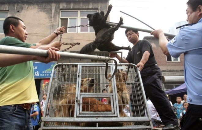 Festival de Carne de Perro en China