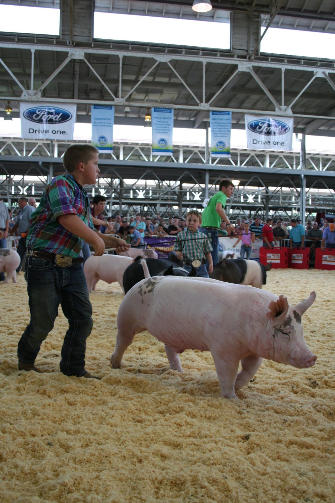 National Swine Registry World Pork Expo Crossbred Barrow Show Results