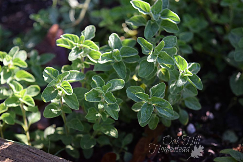 Harvesting Herbs and Preparing Herb Plants for Winter Oak Hill Homestead