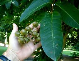 Tanaman Obat : BUNGUR (Lagerstroemia speciosa Pers.) - Grosir Herbal