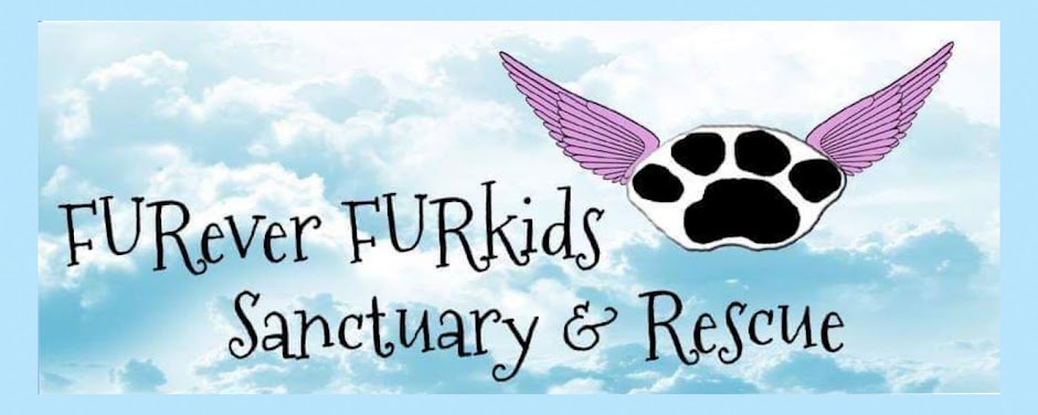 FURever FURkids Sanctuary & Rescue 