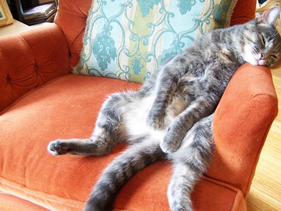 Что значит если кот сидит. Кот на диване. Диван кошка. Спящий кот на диване.