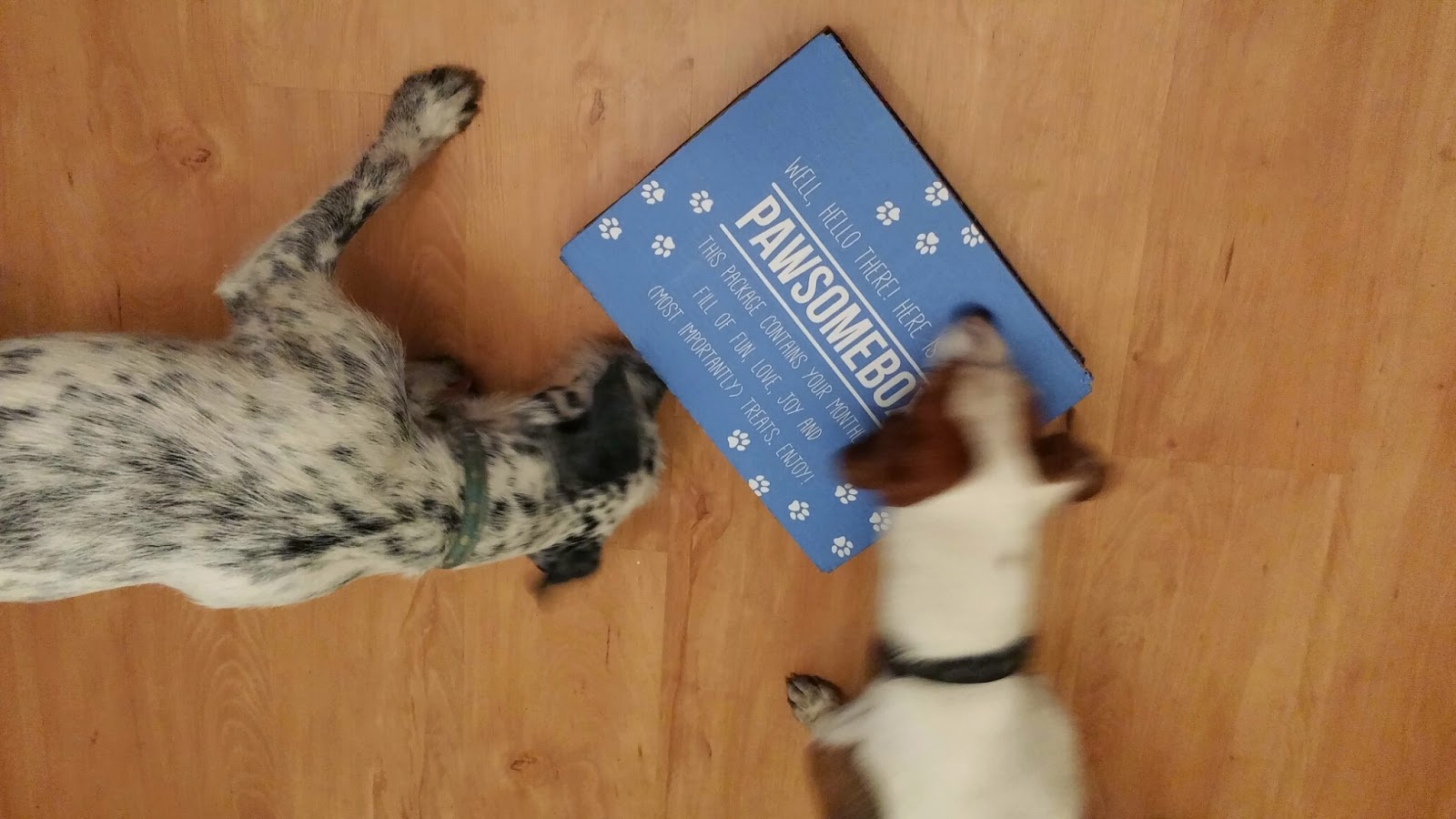 dogs and Pawsomebox