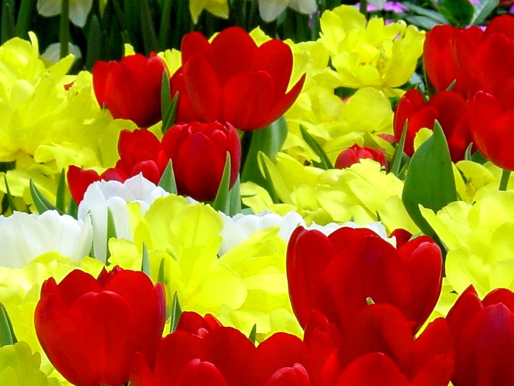 flowers for flower lovers.: Flowers wallpapers.