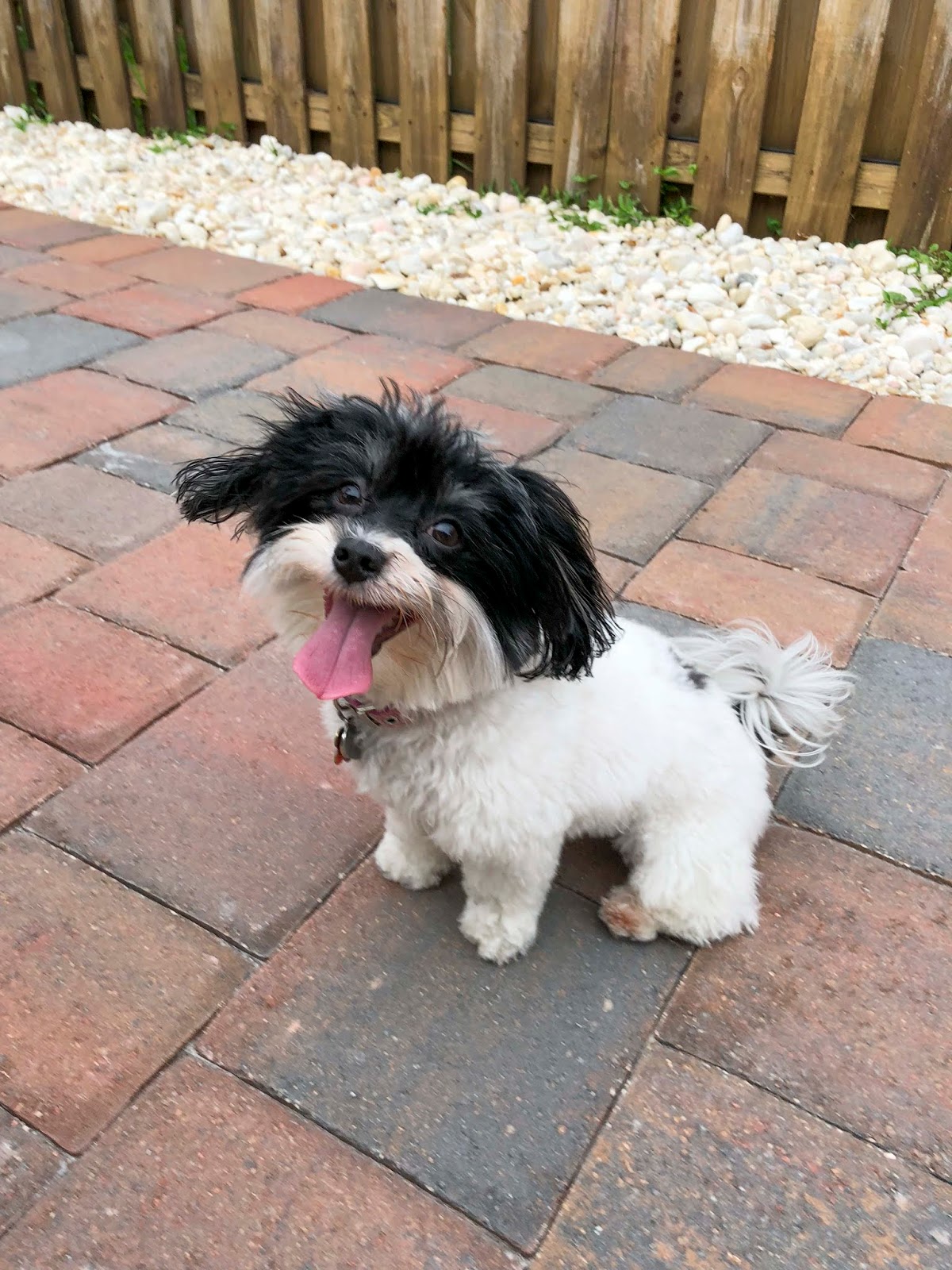 Florida Dog Walkers and Pet Sitters Miami Doggie Daycare & Boarding