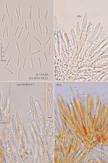 Lachnum longipilosum