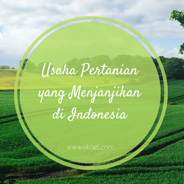 Usaha Pertanian yang Menjanjikan di Indonesia
