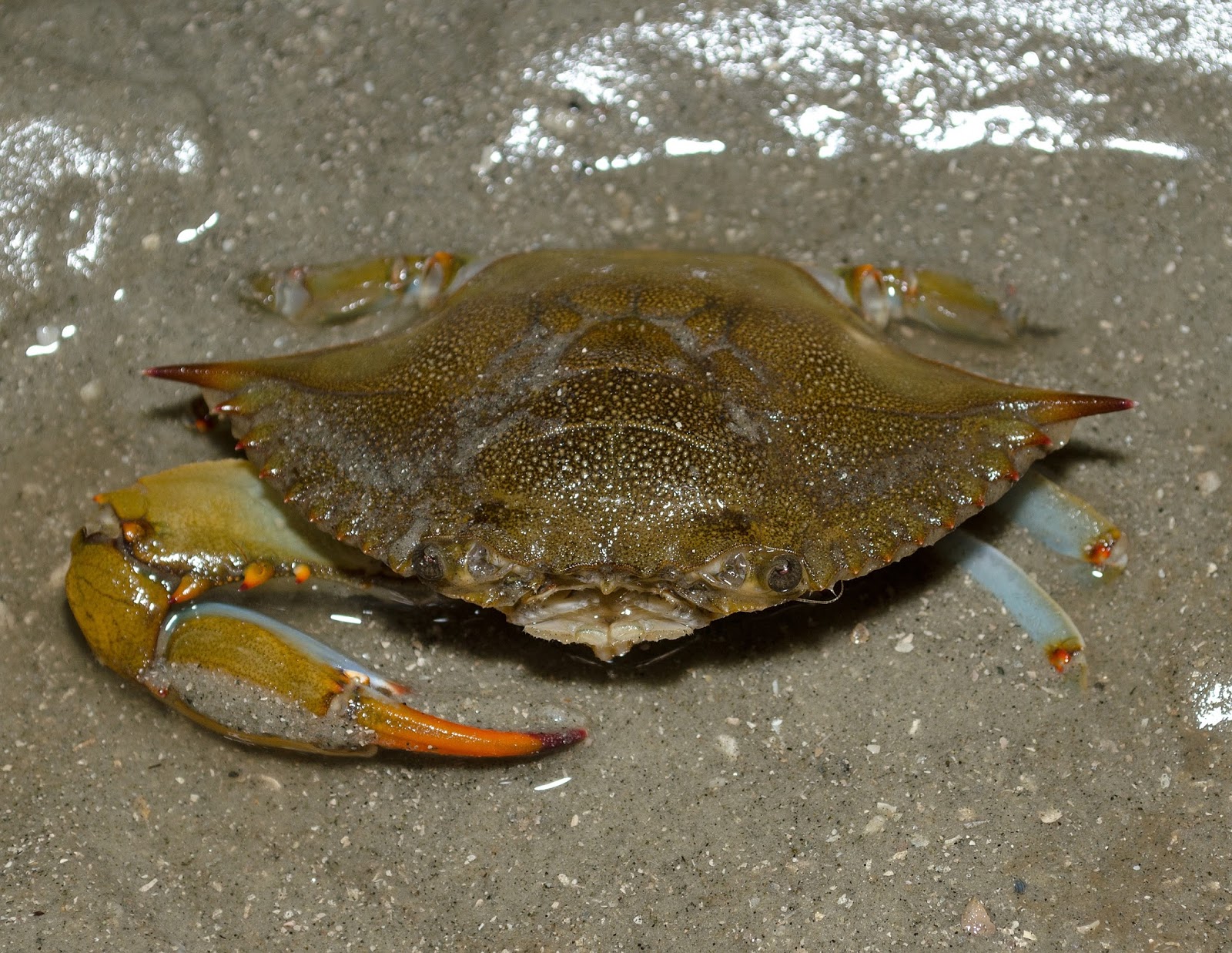 Blue Crab South Carolina