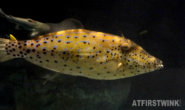 Osaka Aquarium Kaiyukan exotic fish