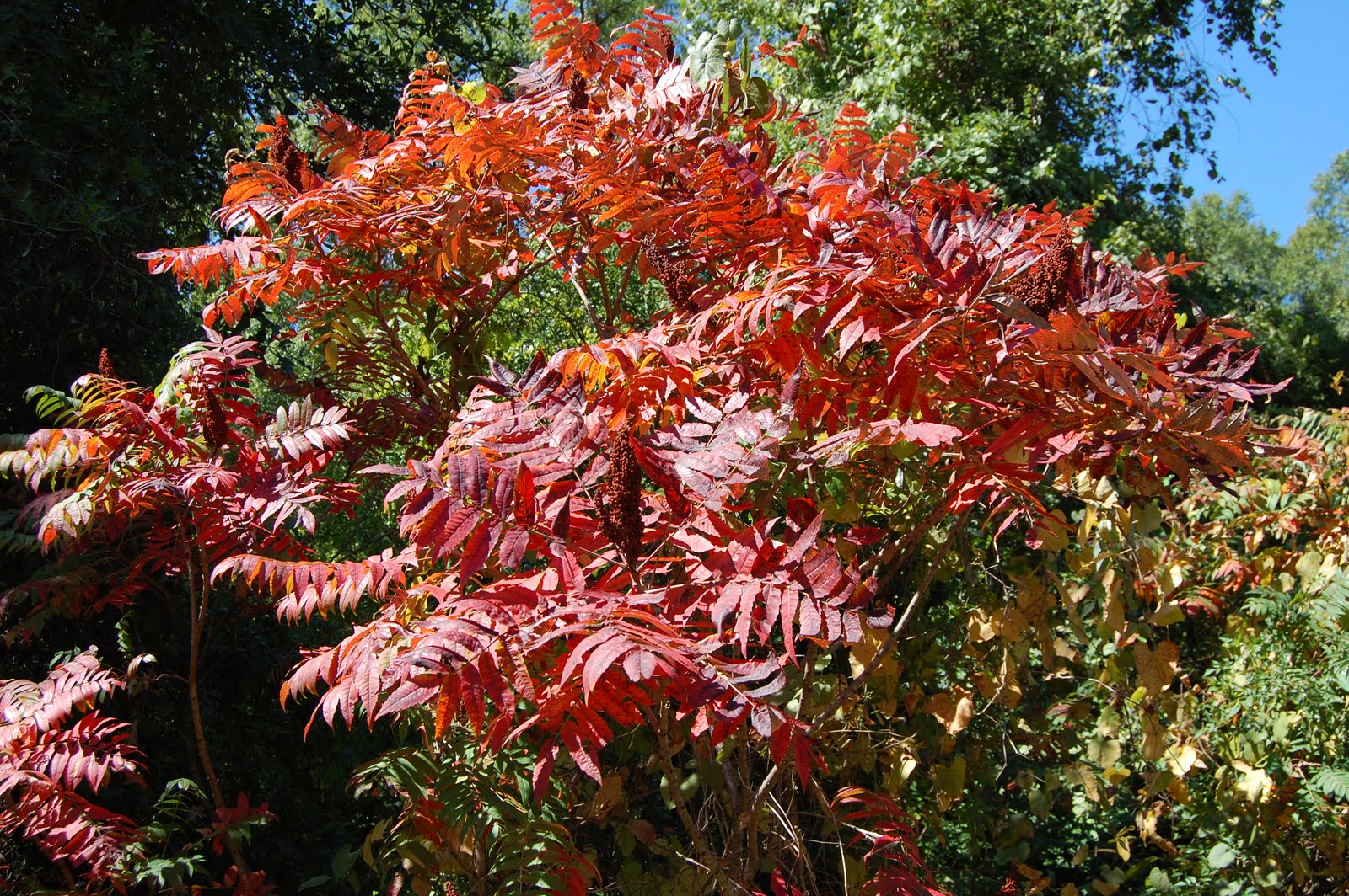 Brenda's "Texas Wild" Garden Wild Sumac