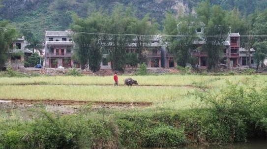 pig human head china