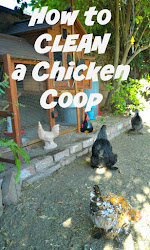 chicken coop clean backyard chickens cleaning supplies does let