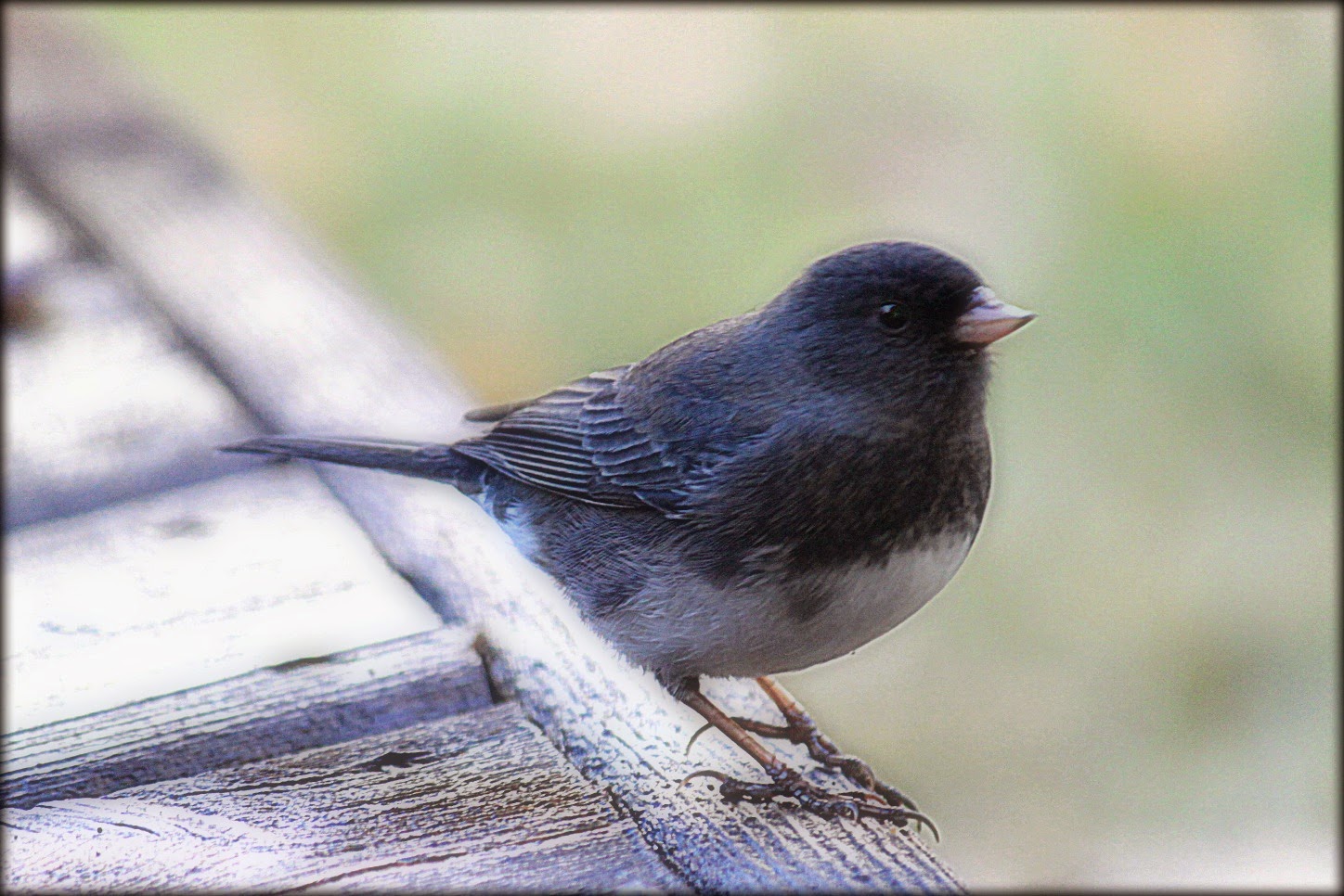 Through Carol's Lens Backyard Birds Kansas
