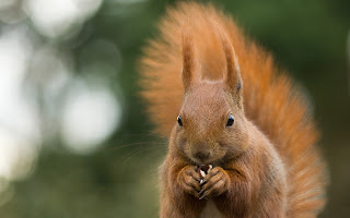 Cute animals wallpaper collection HD pack Cute animals wallpaper collection HD pack