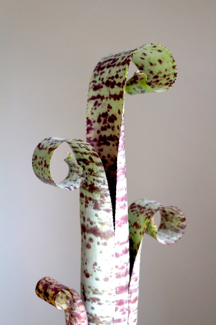 池袋サンシャインシティ世界のらん展2017で購入した植物 ブロメリア ケスネリア マルモラータ ティムプロウマン Quesnelia marmorata Tim Plowmanの画像