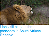 https://sciencythoughts.blogspot.com/2018/07/lions-kill-at-least-three-poachers-in.html