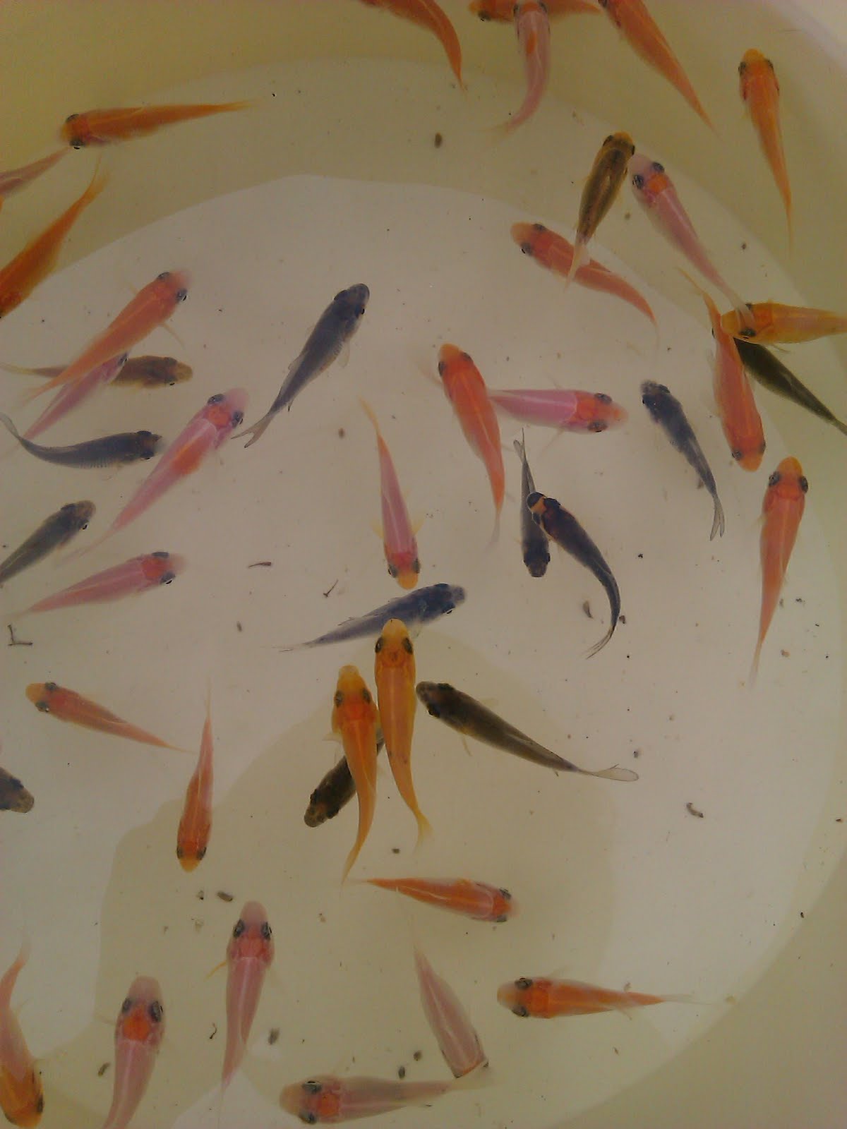 guide to growing koi fry