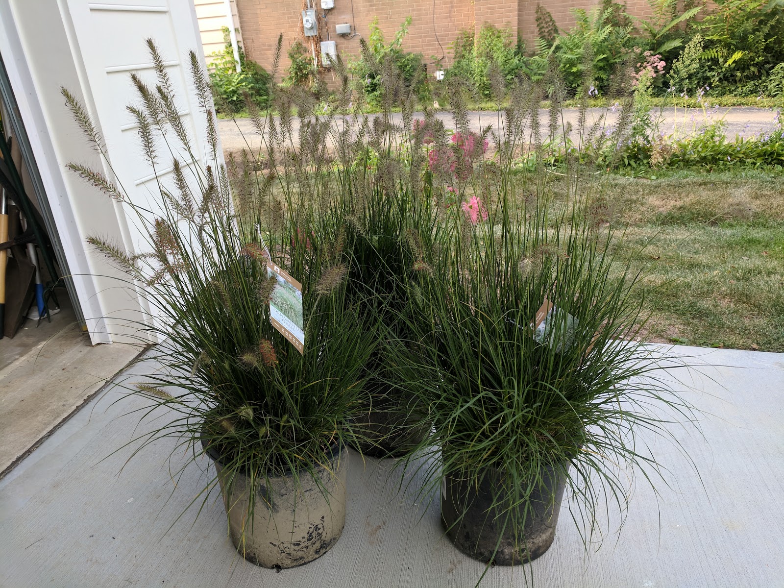 Fountain Grasses Destined For The NewOldBackyard
