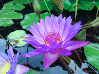 Fresh Purple Lotus Flower At The Lotus Pond Of Buddhist Monastery In Bali Indonesia