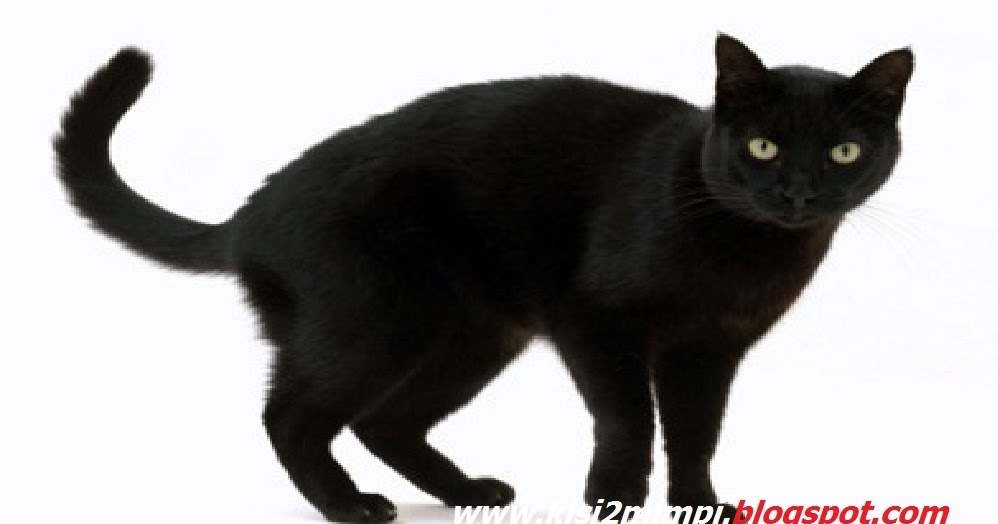 MIMPI KUCING HITAM (Menurut Tafsir Islam)