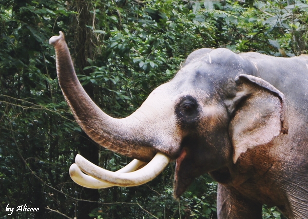 elefanti-India