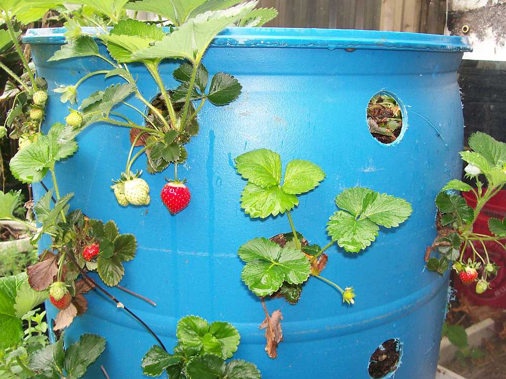 The Citrus Guy Roll Out The Barrel