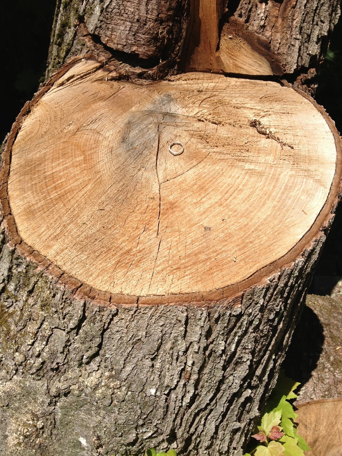 AP Biology Collection Heartwood