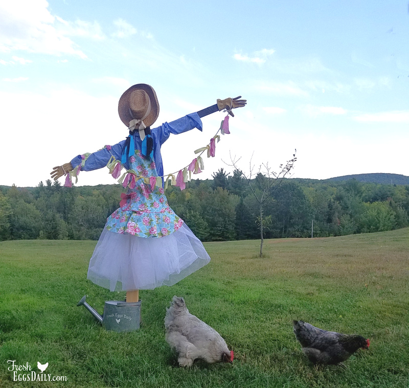 How Can I Protect My Chickens From Hawks Fresh Eggs Daily