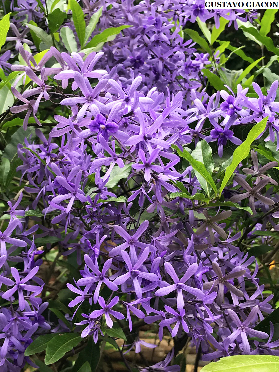 Viveiro Ciprest - Plantas Nativas e Exóticas: Petreia ou Flor de São Miguel  Azul ( Petrea (subserrata) volubilis )