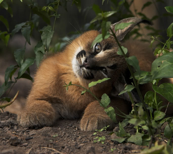 Beautiful Pictures Of Baby Caracals, One Of The Most Gorgeous Cat Species Ever Beautiful Pictures Of Baby Caracals, One Of The Most Gorgeous Cat Species Ever