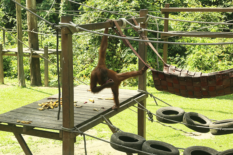 Sabah, Malaysia: An up close and personal encounter with an orangutan in its natural habitat at Sepilok Orangutan Rehabilitation Centre.