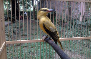 kepodang batu kepodang batu