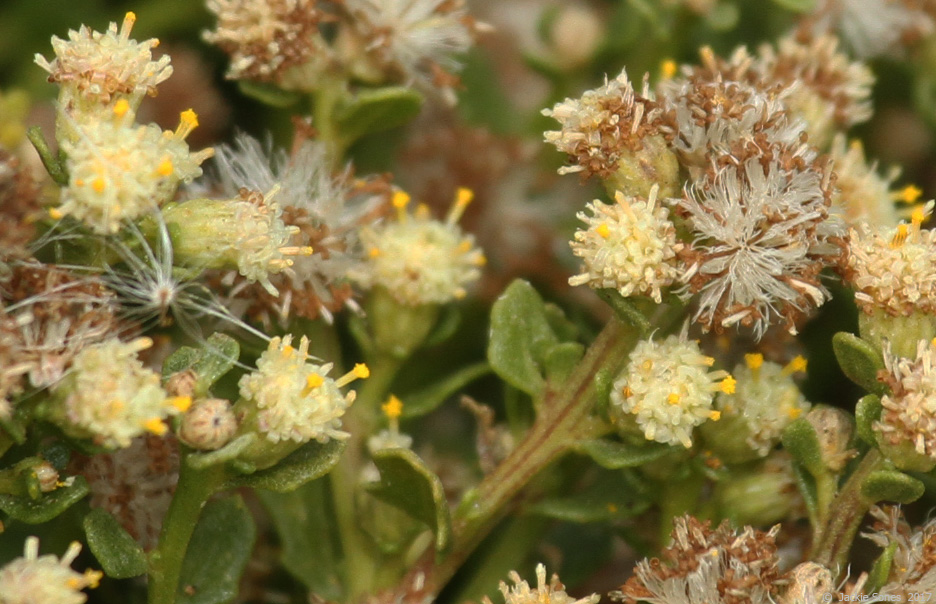 The Natural History of Bodega Head: On the nature of pappus