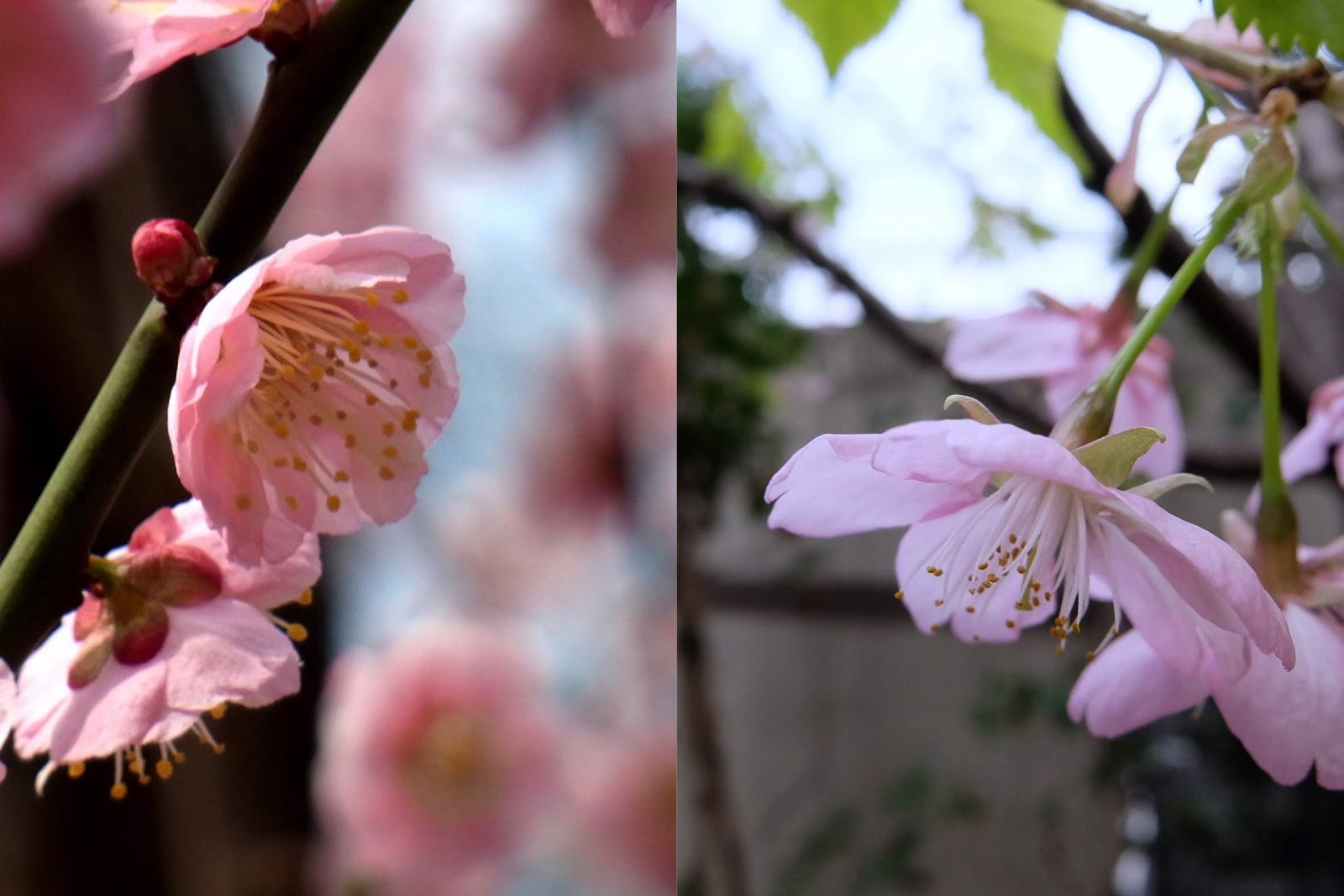 梅と桜を見分ける一番簡単な方法 桜はさくらんぼ型