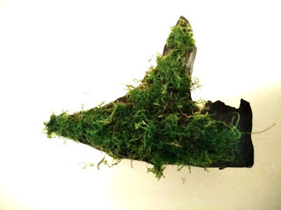 ウィローモスの仮置き