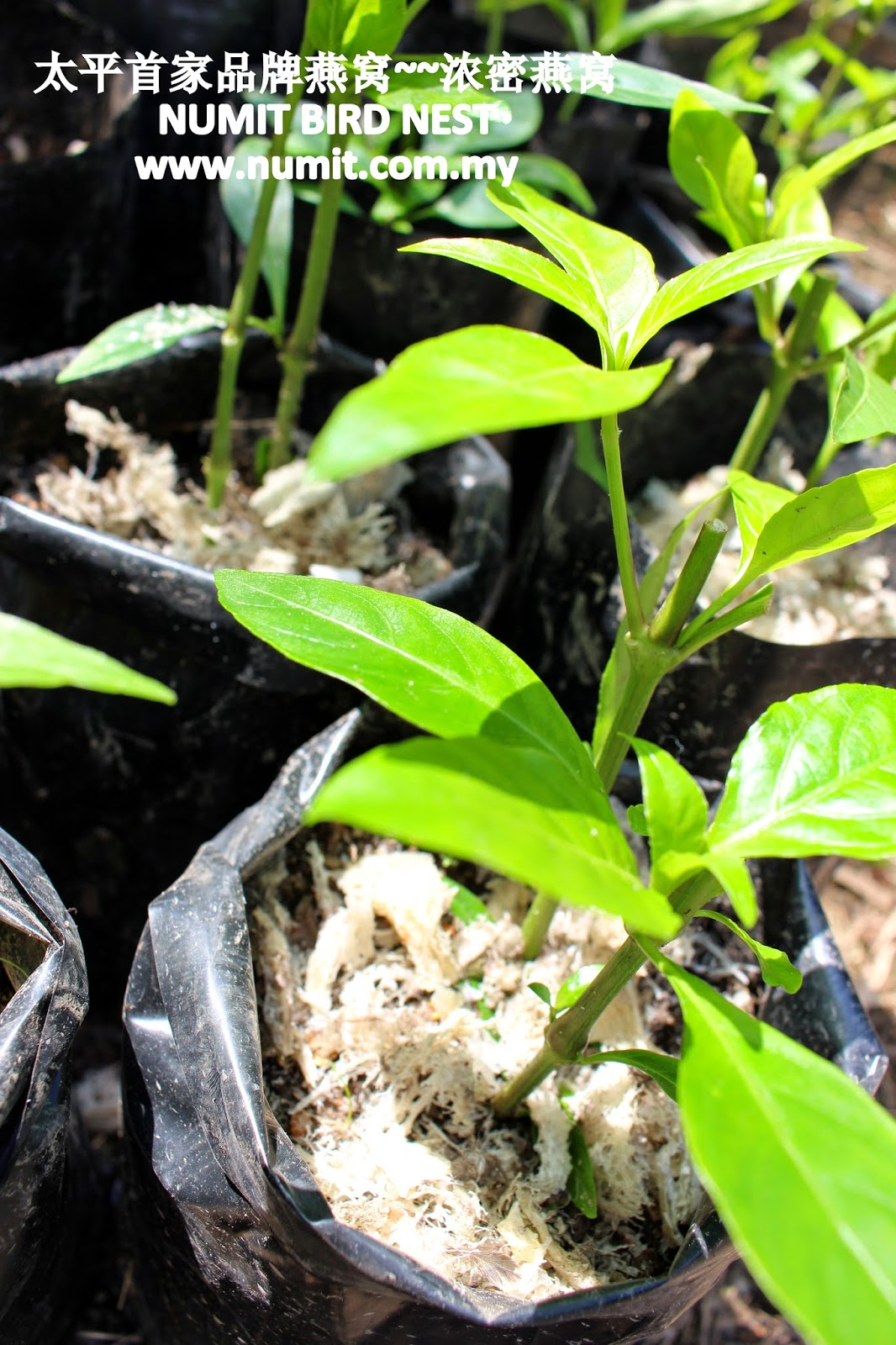 NUMIT Bird Nest 浓密燕窝 BIRD's NEST ORIGINATED FROM TAIPING, MALAYSIA