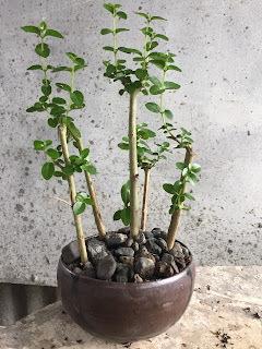 successfull premna cuttings