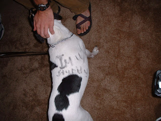 Tattooed Dogs ~ info