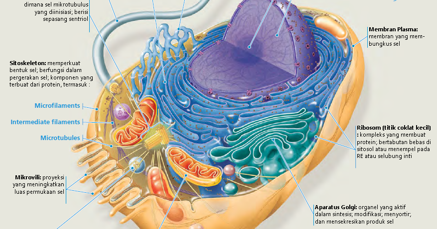 Letak Dna Dalam Sel Yaitu - DNA Informasi