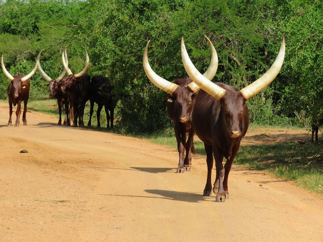 Ankole cattle in Uganda