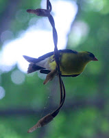 Yellow bird, trying to get inside the house, through the window :) All Pretty Things