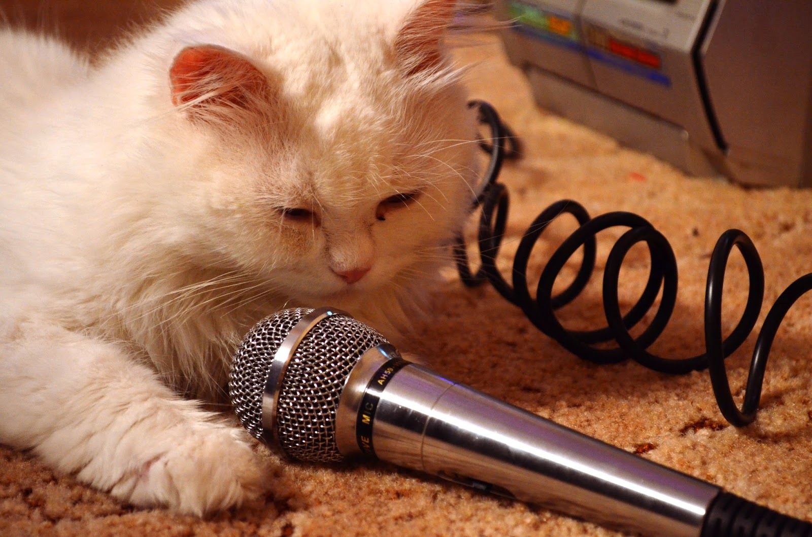 Включи кот петь. Кот поет. Котик с микрофоном. Поющие коты. Кошачьи поют.