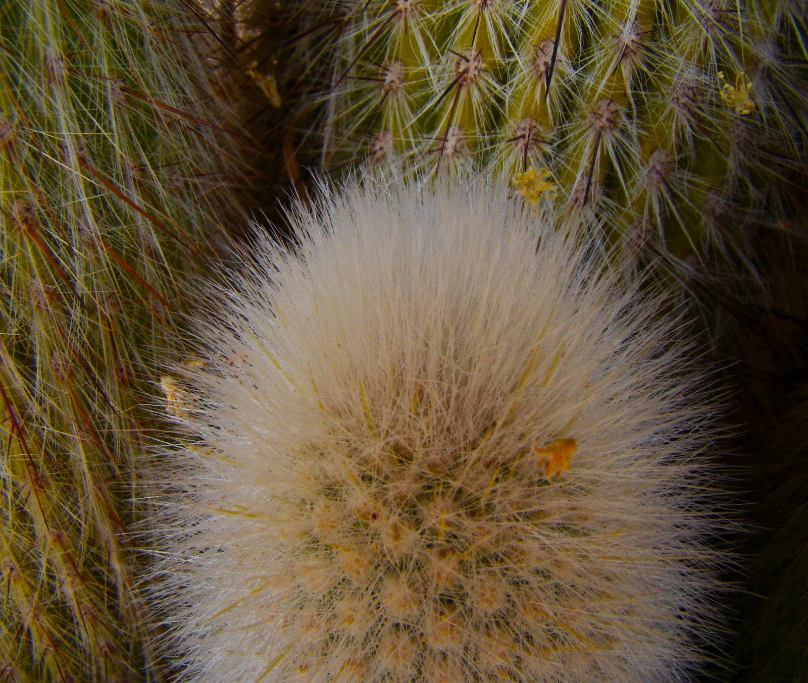 Scottsdale Daily Photo Photo Fuzzy cactus