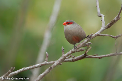 Bec de corall senegalès (Estrilda astrild)