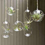 Air Plants