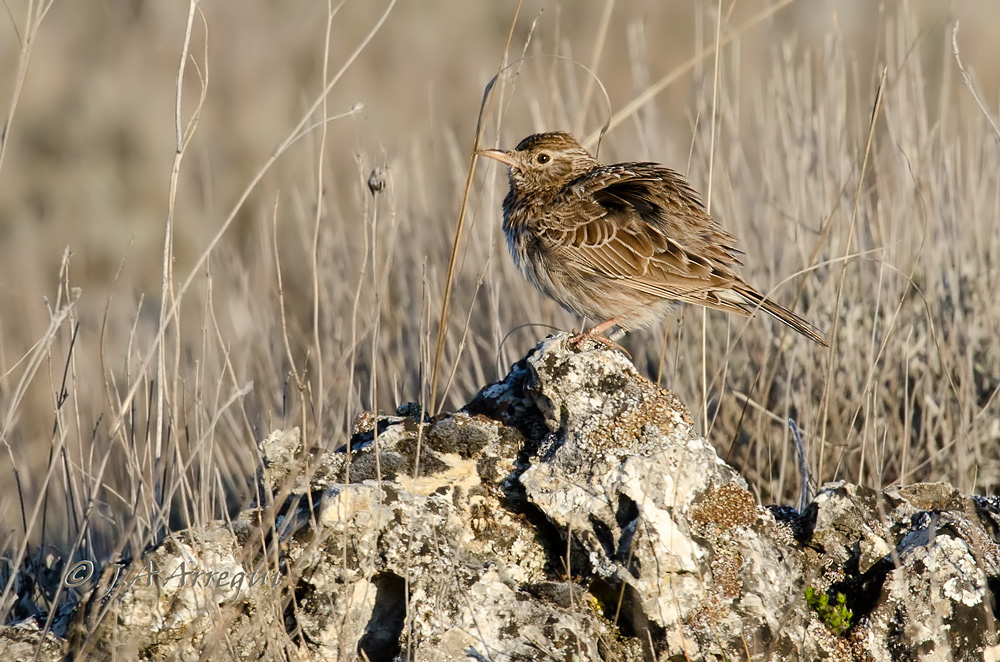 Alondra ricotí, alondra de dupont, Chersophilus duponti, Dupont´Lark Alondra ricotí, alondra de dupont, Chersophilus duponti, Dupont´Lark