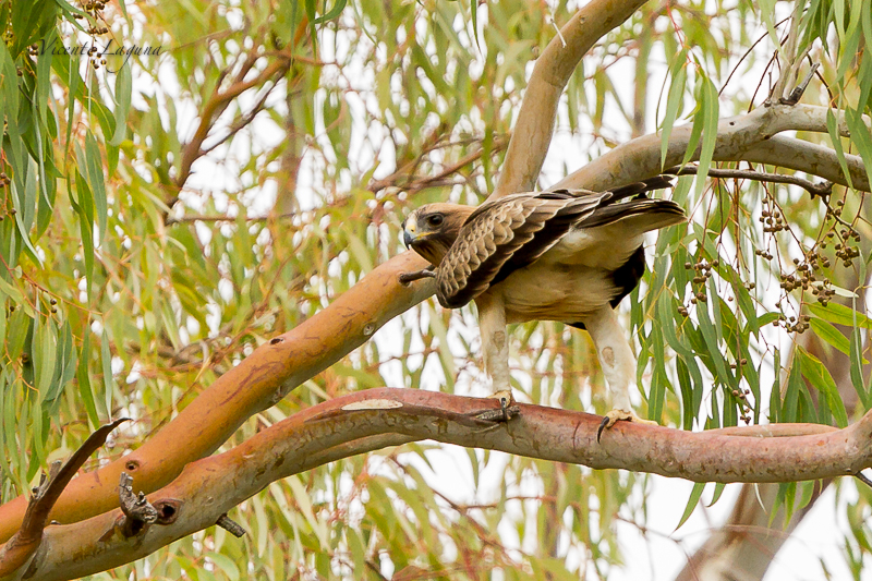 Cámara verde.Fotografía de Naturaleza