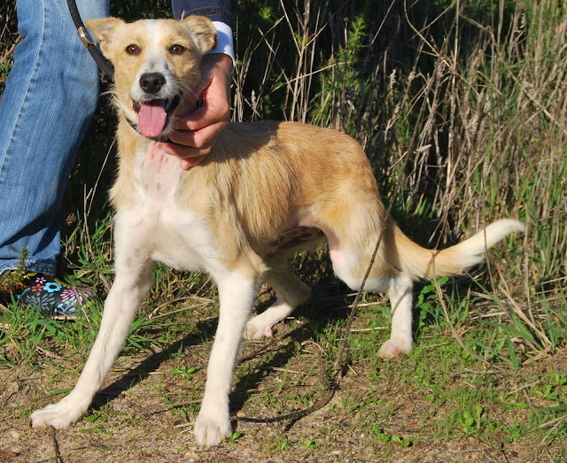 Hunde aus ZentralPortugal adoptieren Sidney
