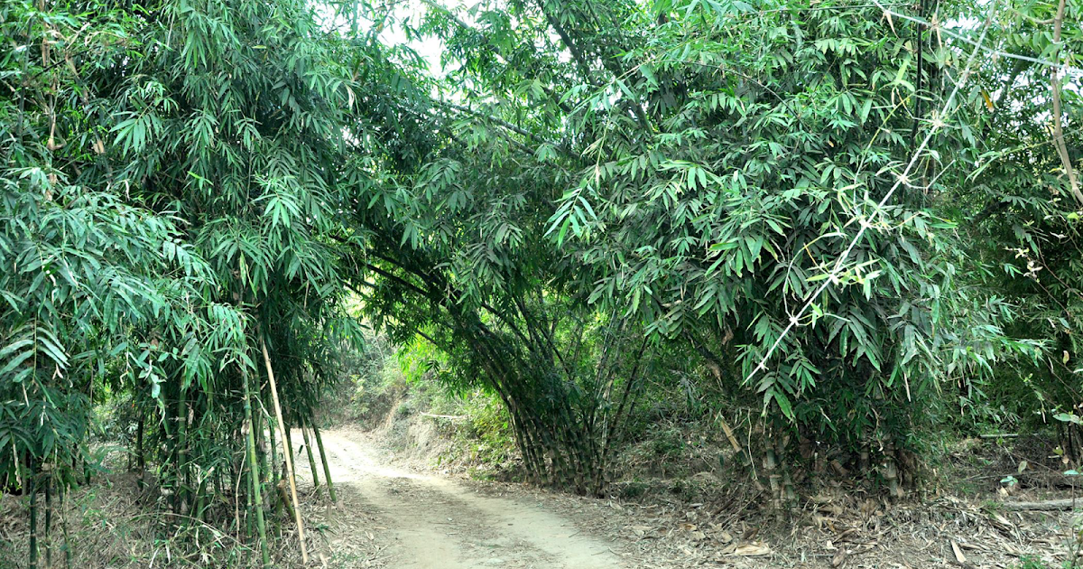 BamBoo A Miracle Plant Bamboo Life Cycle Making of Bamboo Clamp